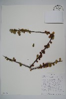 登錄號:S093665藏品圖，第1張