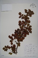 登錄號:S093666藏品圖，第1張