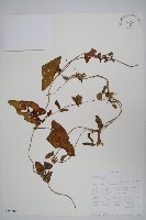 登錄號:S093668藏品圖，第1張