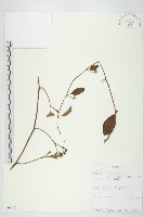 登錄號:S093681藏品圖，第1張