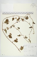 娥房藤藏品圖，第1張