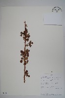 登錄號:S093684藏品圖，第1張