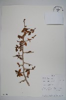 登錄號:S093686藏品圖，第1張