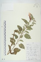 登錄號:S093688藏品圖，第1張
