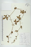 登錄號:S093689藏品圖，第1張