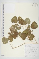 登錄號:S093690藏品圖，第1張