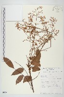 登錄號:S093694藏品圖，第1張