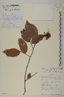 登錄號:S093699藏品圖，第1張