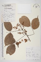 登錄號:S093700藏品圖，第1張