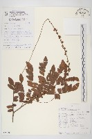 登錄號:S093701藏品圖，第1張