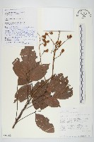 登錄號:S093702藏品圖，第1張