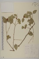 登錄號:S093708藏品圖，第1張