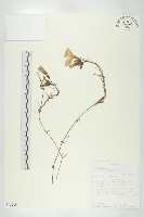 登錄號:S093709藏品圖，第1張