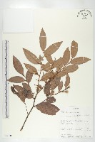 登錄號:S093710藏品圖，第3張
