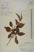 登錄號:S093711藏品圖，第1張