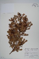 登錄號:S093712藏品圖，第1張