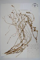 登錄號:S093716藏品圖，第1張