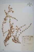 登錄號:S093718藏品圖，第1張