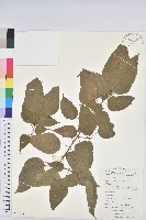 登錄號:S093719藏品圖，第1張