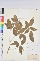 登錄號:S093722藏品圖，第1張