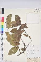 登錄號:S093724藏品圖，第1張