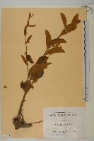登錄號:S093728藏品圖，第1張