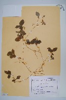 登錄號:S093733藏品圖，第1張