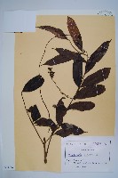 登錄號:S093734藏品圖，第1張