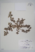 臥莖同籬生果草藏品圖，第1張