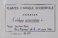 臥莖同籬生果草藏品圖，第2張