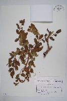 芒綠果、伯爾硬胡桃藏品圖，第1張