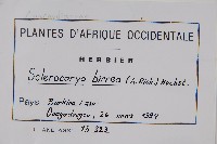 芒綠果、伯爾硬胡桃藏品圖，第2張