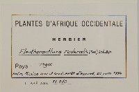 離藥金腰箭藏品圖，第2張