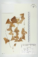 登錄號:S093756藏品圖，第1張