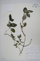 登錄號:S093766藏品圖，第1張