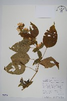 登錄號:S093775藏品圖，第1張