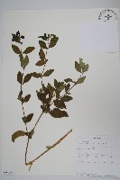 登錄號:S093789藏品圖，第1張