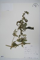 登錄號:S093790藏品圖，第1張