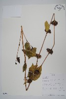 登錄號:S093791藏品圖，第1張