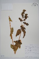 登錄號:S093792藏品圖，第1張