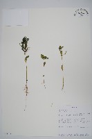 登錄號:S093793藏品圖，第1張