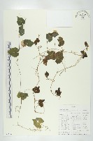登錄號:S093808藏品圖，第1張