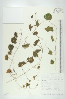 登錄號:S093809藏品圖，第1張