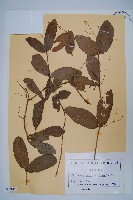 登錄號:S093817藏品圖，第1張