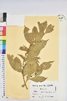 登錄號:S093818藏品圖，第1張
