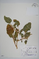 假刺莧藏品圖，第1張