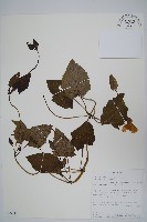 登錄號:S093821藏品圖，第1張