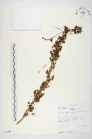 登錄號:S093837藏品圖，第1張