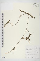 登錄號:S093839藏品圖，第1張