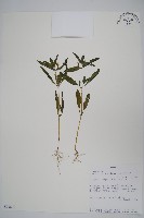 登錄號:S093840藏品圖，第1張